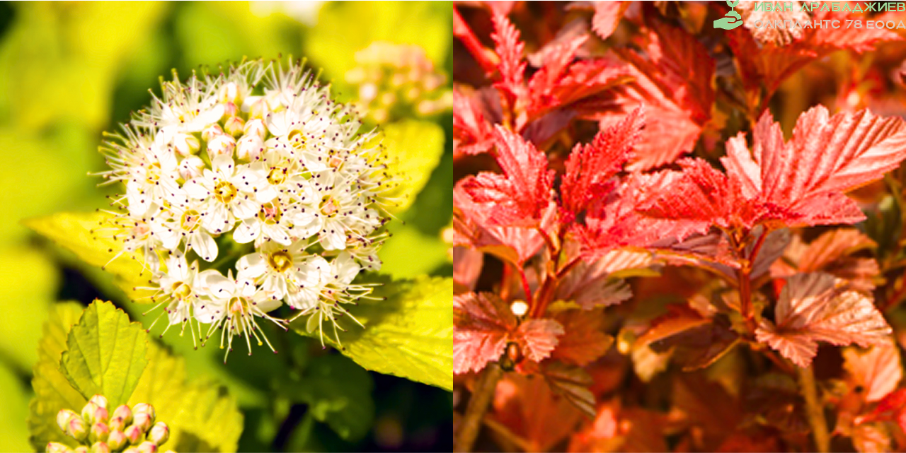 физокарпус физокарпус от razsadi.org